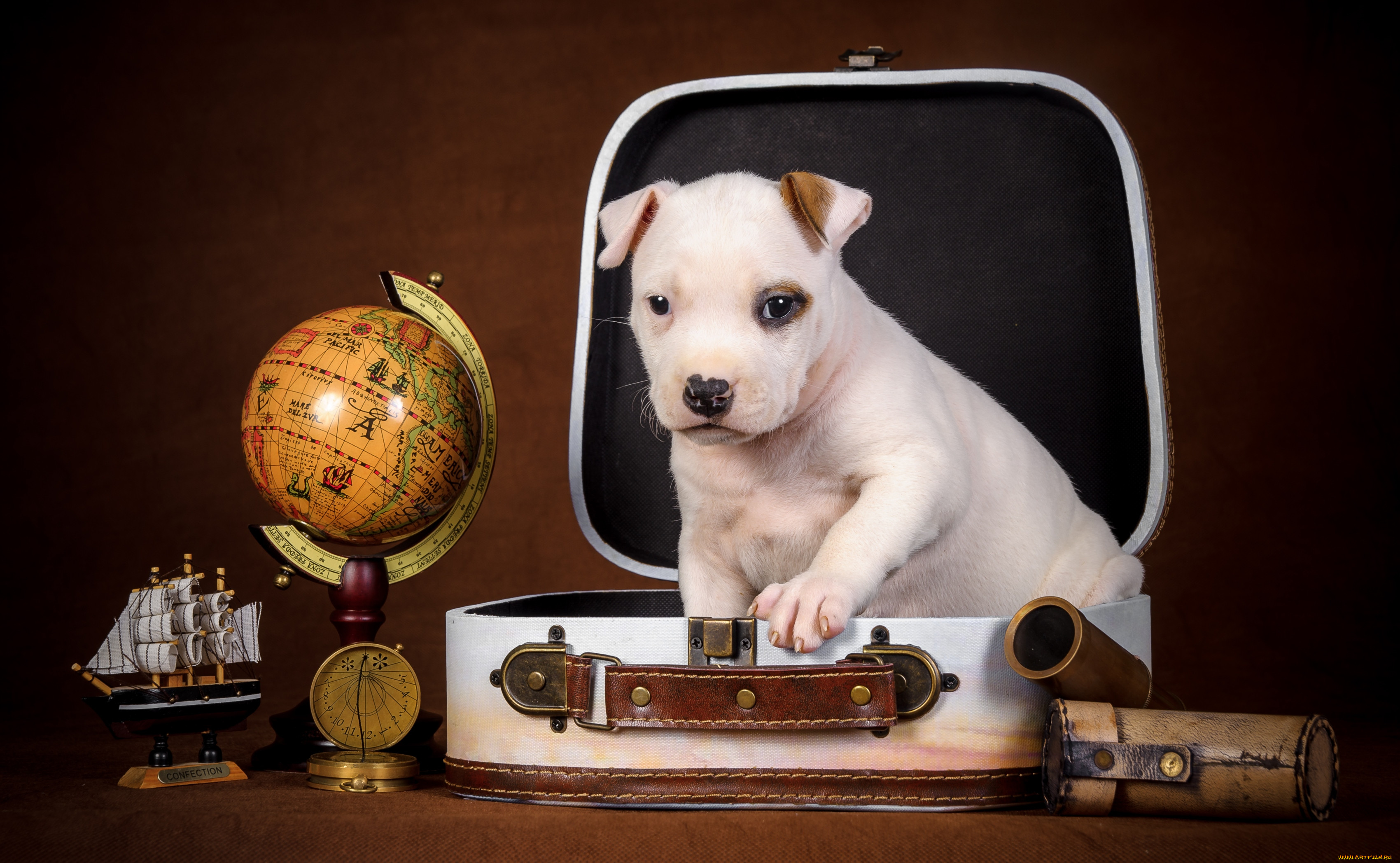 Собака и Глобус. Собака с чемоданом. Щенки в чемодане. Портфолио собака с глобусом.